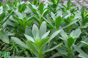 救心菜可以泡茶喝嗎？救心菜能泡水喝嗎？
