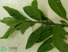 救心菜可以泡茶喝嗎？救心菜能泡水喝嗎？