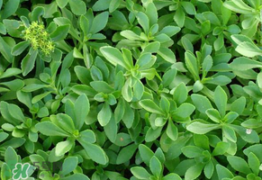 救心菜是三七嗎？救心菜和三七區(qū)別