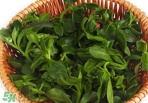 養(yǎng)心菜和救心菜一樣嗎？養(yǎng)心菜和救心菜的區(qū)別