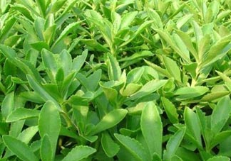 養(yǎng)心菜和救心菜一樣嗎？養(yǎng)心菜和救心菜的區(qū)別