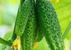 黃瓜不能和什么一起吃？黃瓜不能和什么食物一起吃