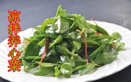 養(yǎng)心菜能生吃嗎？養(yǎng)心菜怎么吃？