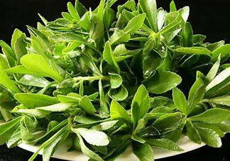 救心菜苦不苦？救心菜怎么吃不苦？