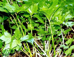 大葉芹怎么吃？大葉芹的做法？
