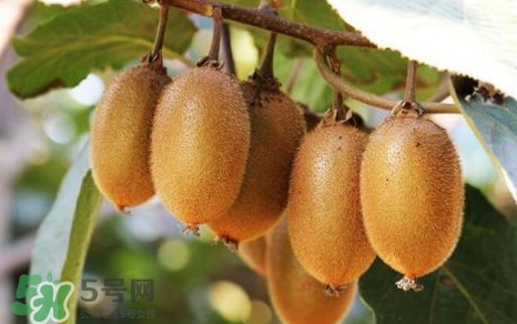 獼猴桃是什么季節(jié)的水果？獼猴桃什么時候吃最好