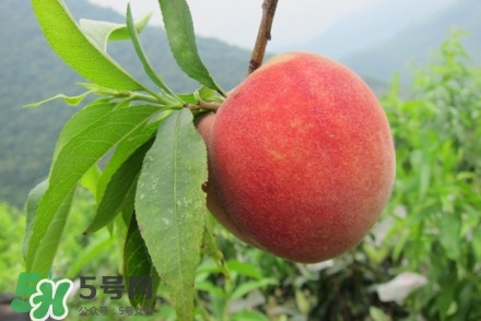 水蜜桃什么時(shí)候熟？水蜜桃成熟時(shí)間