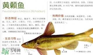 黃顙魚(yú)不能和什么一起吃？黃顙魚(yú)不能與什么同吃？