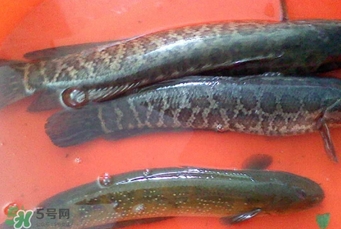 黑魚是海魚嗎？黑魚是河魚還是海魚