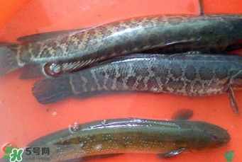 黑魚是什么魚？黑魚是鯰魚嗎
