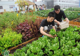 六月份種什么蔬菜？六月份可以種什么蔬菜？