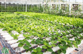 六月份種什么蔬菜？六月份可以種什么蔬菜？