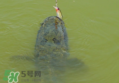 黑魚(yú)怎么抓？怎么捕捉黑魚(yú)
