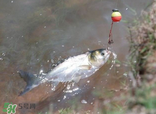 五月份能釣鰱魚嗎？五月份釣什么魚？