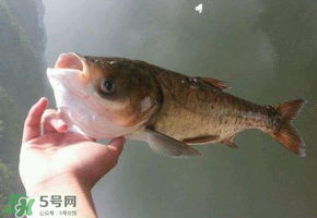 五月份能釣鰱魚嗎？五月份釣什么魚？
