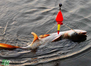 五月份能釣鰱魚嗎？五月份釣什么魚？