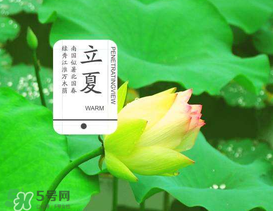 立夏吃什么水果？立夏吃什么水果好？