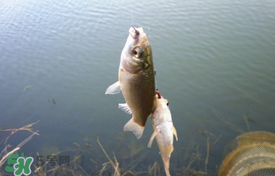 立夏好釣魚嗎？立夏怎么釣魚？