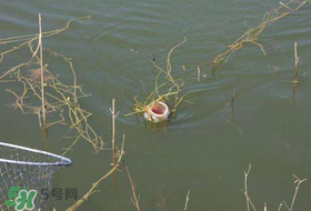 立夏好釣魚嗎？立夏怎么釣魚？