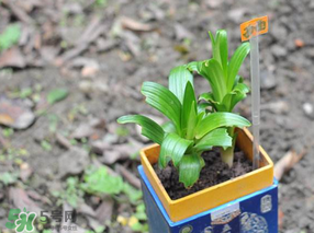 立夏種什么菜？立夏適合種什么？
