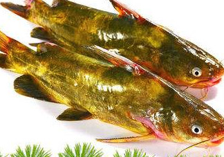 嘎魚(yú)多少錢(qián)一斤？野生黃嘎魚(yú)多少錢(qián)一斤