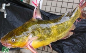嘎魚多少錢一斤？野生黃嘎魚多少錢一斤