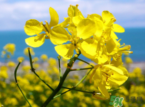 五月份還有油菜花嗎？5月份還有油菜花嗎？