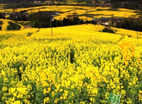 五月份還有油菜花嗎？5月份還有油菜花嗎？