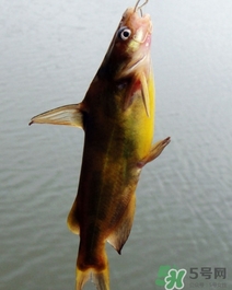 嘎魚(yú)是海魚(yú)嗎？嘎魚(yú)是什么魚(yú)
