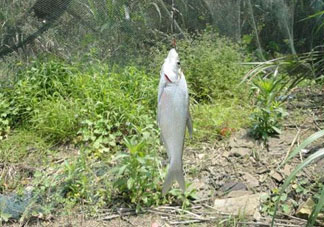 立夏好釣魚(yú)嗎？立夏怎么釣魚(yú)？