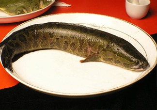黑魚有鱗嗎？黑魚鱗片怎么處理