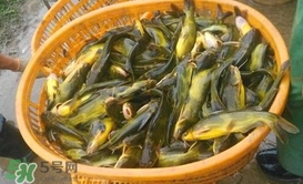 黃顙魚(yú)不能和什么一起吃？黃顙魚(yú)不能與什么同吃？