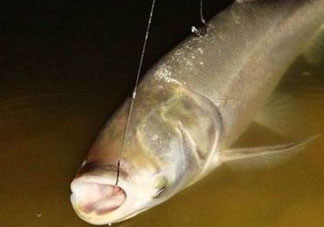 五月份能釣鰱魚(yú)嗎？五月份釣什么魚(yú)？