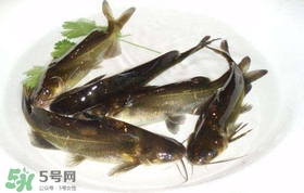 黃辣丁怎么殺？黃辣丁怎么處理