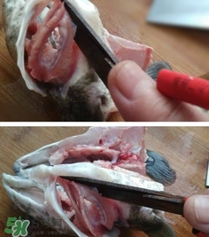 黑魚(yú)怎么切片？黑魚(yú)如何切魚(yú)片