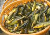 黃顙魚不能和什么一起吃？黃顙魚不能與什么同吃？