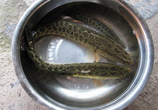 黑魚是什么魚？黑魚是鯰魚嗎