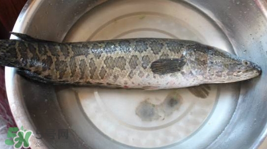 黑魚(yú)怎么抓？怎么捕捉黑魚(yú)