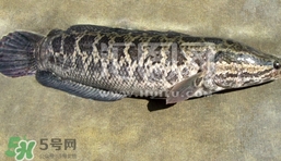 生魚是什么魚？生魚片是什么魚