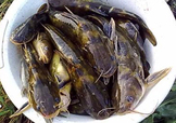 嘎魚是鯰魚嗎？嘎魚是黃辣丁嗎