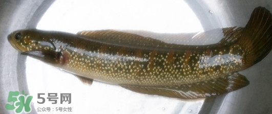 烏鱧魚多少錢一斤？烏鱧價格