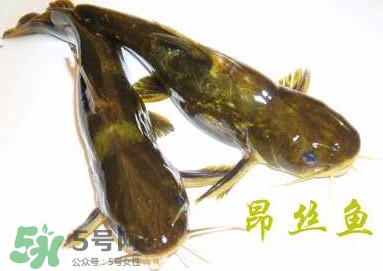 黃顙魚(yú)不能和什么一起吃？黃顙魚(yú)不能與什么同吃？