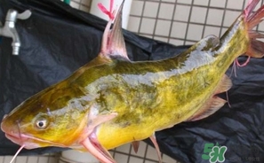 嘎魚(yú)是鯰魚(yú)嗎？嘎魚(yú)是黃辣丁嗎