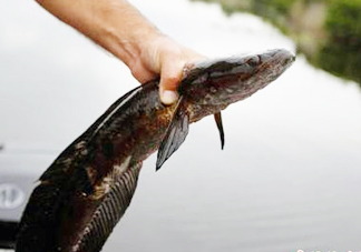 黑魚是發(fā)物嗎？黑魚是不是發(fā)物