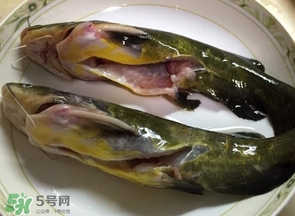 黃辣丁怎么殺？黃辣丁怎么處理
