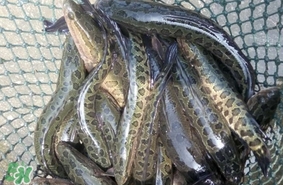 黑魚是發(fā)物嗎？黑魚是不是發(fā)物