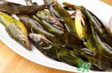 嘎魚(yú)是海魚(yú)嗎？嘎魚(yú)是什么魚(yú)