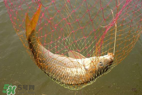 立夏怎么釣鯉魚(yú)？立夏釣鯉魚(yú)用什么餌料？