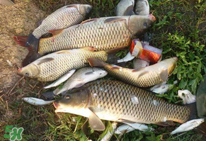 立夏怎么釣鯉魚(yú)？立夏釣鯉魚(yú)用什么餌料？