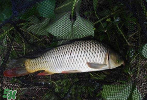 立夏怎么釣鯉魚(yú)？立夏釣鯉魚(yú)用什么餌料？